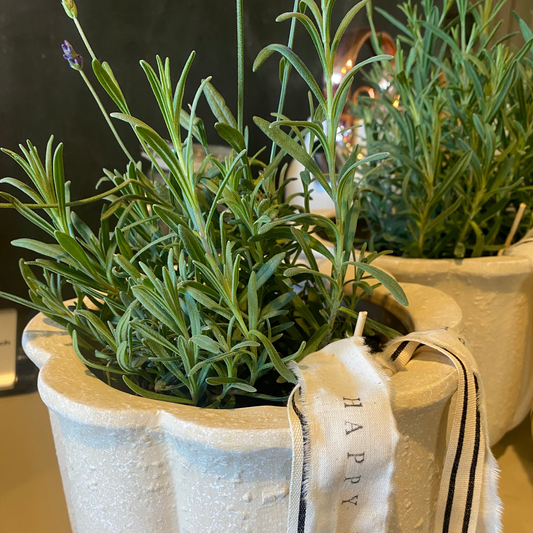 Large Flower Pot